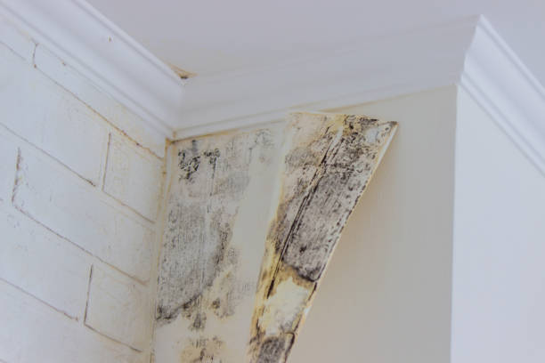 Mold Inspection, Removal & Remediation